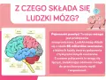 Schematyczny ludzki mózg z zaznaczonymi płatami: czołowym, ciemieniowym, potylicznym, skroniowym, móżdżkiem i pniem mózgu.