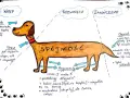 Jak napisać tezę? Schemat eseju w formie psa: głowa (wstęp), tułów (rozwinięcie, argumenty), ogon (zakończenie, wnioski).