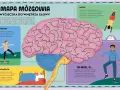 Ilustracja przedstawia mapę mózgowia z zaznaczonymi częściami mózgu: móżdżkiem, mózgiem i pniem mózgu.
