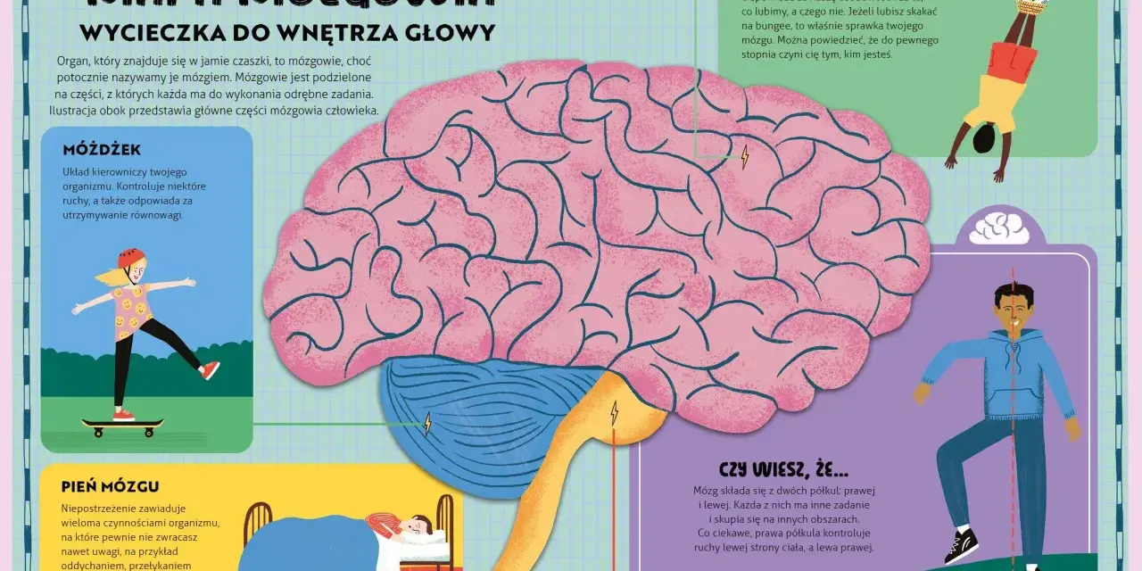 Ilustracja przedstawia mapę mózgowia z zaznaczonymi częściami mózgu: móżdżkiem, mózgiem i pniem mózgu.