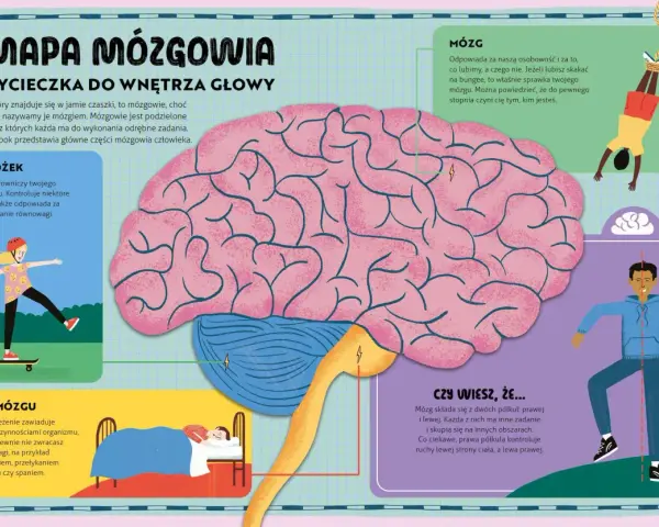 Ilustracja przedstawia mapę mózgowia z zaznaczonymi częściami mózgu: móżdżkiem, mózgiem i pniem mózgu.